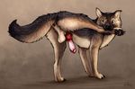  2017 anchee animal_genitalia animal_penis anus balls brown_eyes brown_fur canine canine_penis dog erection feral foot_in_mouth fur german_shepherd knot looking_back male mammal penis raised_leg signature simple_background solo 