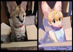  1girl :&lt; animal_ears bangs bare_shoulders belt_collar black_border blonde_hair border box cardboard_box closed_mouth collar commentary_request dated green_eyes hair_between_eyes in_box in_container kemono_friends korean_commentary no_nose photo-referenced reference_photo roonhee serval serval_(kemono_friends) serval_ears serval_print shirt short_hair signature sitting sleeveless sleeveless_shirt solo white_shirt 