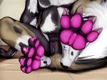 african_wild_dog africanwilddog anthro canid canine canis character_graviegray claws domestic_dog feet female fetish fluffy footfetish fox furry genitals hi_res invalid_tag male male/male mammal muffinvinvin pads_(disambiguation) pawfetish paws pink pussy sitting soles solo toes tops wolf
