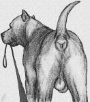 animal_genitalia anus balls butt canid canine canine_genitalia canis cropped_ears darkmare domestic_dog feral first_person_view genitals leash leashed_pov looking_at_viewer looking_back male mammal monochrome pit_bull presenting presenting_anus presenting_hindquarters raised_tail saggy_balls sketch solo tail