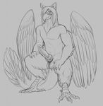 2017 4_fingers 4_toes anthro anus avian balls beak black_and_white claws crouching digital_drawing_(artwork) digital_media_(artwork) erection feathered_wings feathers folded_wings front_view grey_background gryphon hair hair_over_eye knot long_hair looking_at_viewer male monochrome multi_knot neck_tuft nude penis precum simple_background sketch solo spread_legs spreading tail_feathers talons toe_claws toes tuft wings yaroul 