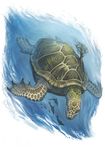  ambiguous_gender cetacean digital_media_(artwork) dolphin feral fin mammal marine pechschwinge reptile scalie turtle 