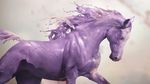  ambiguous_gender equine feral fur goo_creature horse liquid mammal naomi_chen purple_fur simple_background solo water 