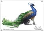  ambiguous_gender avian beak bird blue_feathers digital_media_(artwork) feathers feline feral green_feathers hybrid mammal panther peafowl pechschwinge solo standing 