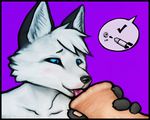  2016 ambiguous_gender animal_genitalia animal_penis anthro black_border border canine duo equine_penis fox licking male male/ambiguous mammal misterkittens oral penis penis_lick purple_background sex signature simple_background solo_focus tongue tongue_out 