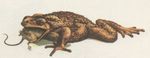  ambiguous_gender amphibian duo feral frog mammal mouse oral_vore rodent soft_vore unknown_artist vore 