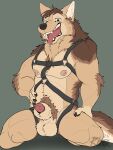  absurd_res animal_genitalia anthro balls bent_legs black_harness black_nose brown_body brown_fur canid canine canine_genitalia canis chest_harness fur genaron015 genitals green_eyes half-closed_eyes half-erect hand_on_hip hand_on_leg harness hi_res looking_at_viewer male mammal mexican_wolf muscular muscular_anthro mythological_canine mythological_creature mythology narrowed_eyes nipples open_mouth open_smile penis penis_tip rhox sheath smile solo spread_legs spreading tan_body tan_fur teeth teeth_showing tongue tongue_out werecanid werecanine werecreature werewolf wolf 