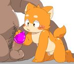  age_difference all_fours balls big_penis blush canine condom cub curious erection flaccid fox gombay hand_on_penis male mammal open_mouth penis sitting size_difference slightly_chubby small_penis spread_legs spreading unknown_species young 
