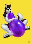  anthro balloon balls black_nose blue_eyes blush canine deusexmoose dog erection fur hair husky male mammal nude penis rubber simple_background solo 