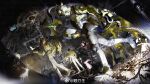  1boy absurdres animal_ears antlers arknights bird chinese_commentary commentary_request deer deer_antlers full_body giraffe_boy giraffe_ears giraffe_tail gloves hand_on_own_hip helmet highres horns jacket lirensheng male_focus mechanist_(arknights) multiple_views rabbit tail walking watermark weibo_username weibo_watermark yellow_gloves yellow_jacket 