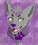  abstract_background ambiguous_gender bandanna canine fur grey_fur hair mammal multicolored_hair neckerchief open_mouth portrait purple_background simple_background source_request two_tone_hair unknown_artist wolf yellow_eyes 