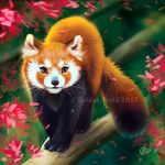 2017 black_fur brown_fur claws day detailed_background digital_media_(artwork) feral fur goldendruid mammal outside paws red_eyes red_panda solo whiskers 