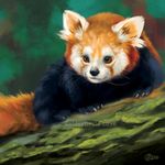  2016 black_nose brown_eyes brown_fur digital_media_(artwork) digital_painting_(artwork) feral fur goldendruid mammal paws red_panda solo 