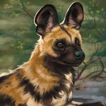  2016 african_wild_dog black_nose brown_eyes canine feral fur goldendruid mammal solo tan_fur watermark 