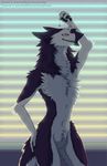  2016 4_fingers anthro black_fur black_hair featureless_crotch fluffy fur girly gloves_(marking) hair hand_on_butt holding_object looking_at_viewer male markings multicolored_fur multicolored_hair neck_tuft pink_eyes pose sergal sharp_teeth sidgi smile smirk solo standing teasing teeth tuft two_tone_fur two_tone_hair voluptuous white_fur window 