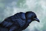  2017 ambiguous_gender avian beak bird black_beak black_feathers digital_media_(artwork) feathered_wings feathers feral pherigo simple_background solo standing wings 