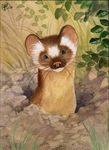  burrow feral grass leaves long-tailed_weasel mammal mustelid nekoart outside pink_nose solo traditional_media_(artwork) weasel whiskers 