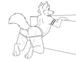  2015 3_toes anthro backsack balls bent_over bobbie butt canine clothing digital_media_(artwork) fluffy fluffy_tail fur hindpaw jockstrap line_art looking_back male mammal monochrome paws presenting rotten_robbie simple_background smile solo toes underwear white_background wolf 