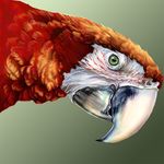 2005 ambiguous_gender avian bird feathers feral green_eyes looking_at_viewer macaw novawuff parrot portrait red_feathers scarlet_macaw solo white_beak white_feathers 