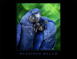  ambiguous_gender avian beak bird black_background black_beak black_eyes blue_feathers cuddling detailed_background duo feathered_wings feathers feral hyacinth_macaw macaw novawuff outside parrot simple_background standing tail_feathers wings yellow_feathers 