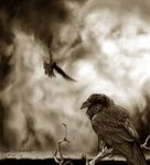  2002 ambiguous_gender avian beak bird black_beak black_feathers branch brown_feathers cloud corvid detailed_background duo feathered_wings feathers feral flying looking_back monochrome novawuff on_branch outside raven sky standing tail_feathers wings 