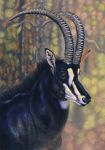  2017 acrylic_painting_(artwork) antelope black_fur black_mane black_nose blurred_background bovid brown_eyes bust_portrait curved_horn detailed detailed_fur eyelashes facial_markings feral forest frown fur grazing_antelope grey_horn horizontal_pupils horn inner_ear_fluff lighting male mammal mane markings multicolored_fur nature outside painting_(artwork) photorealism portrait ridged_horn sable_antelope shadow snout solo traditional_media_(artwork) tree two_tone_fur white_fur white_markings willemsvdmerwe 