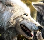  ambiguous_form ambiguous_gender black_nose blue_eyes boop canine detailed_background fur mammal novawuff open_mouth outside photorealism portrait sharp_teeth solo_focus tan_fur teeth tongue werewolf_calendar white_fur wolf 