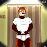  anthro blue_eyes briefs bulge clothing fitting_room fuze hair inside male mammal overweight red_hair red_panda shirt solo t-shirt tighty_whities underwear white_shirt white_underwear 
