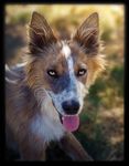  2012 ambiguous_gender australian_cattle_dog black_fur black_nose brown_fur canine countershading detailed_background dog feral fur inner_ear_fluff looking_at_viewer mammal nature novawuff open_mouth outside portrait solo standing tongue tongue_out white_countershading yellow_eyes 