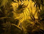  2017 blue_eyes detailed_background digital_media_(artwork) dragon feral horn membranous_wings solo telleryspyro wings yellow_theme 