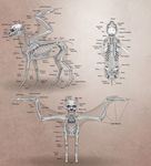  2017 ambiguous_gender anatomy bone digital_media_(artwork) equine feral mammal pegasus simple_background solo standing turnipberry wings 