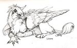  2006 ambiguous_gender avian beak black_and_white claws feathered_wings feathers feral gryphon looking_back lying monochrome novawuff pawpads portrait simple_background sketch solo tail_tuft toes_spread tuft white_background wings 