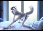  anthro anus breasts butt canine cum cum_in_pussy cum_inside cum_on_pussy digital_media_(artwork) female fluffy fox fur grey_fox hair hi_res invalid_tag mammal marylarks nude pink_nose pussy solo toes tongue tongue_out tuft white_fur white_hair 