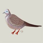  1:1 ambiguous_gender avian beak bird columbid dove feathered_wings feathers feral grey_body grey_feathers low_res reimena side_view simple_background solo standing tail tail_feathers white_background wings zebra_dove 