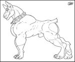  black_and_white butt canine collar doberman dog feral line_art looking_at_viewer mammal monochrome muscular skianous 