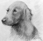  1923 20th_century adolf_hitler_(artist) ambiguous_gender canine dog feral looking_at_viewer low_res mammal monochrome pencil_(artwork) public_domain realistic shaded signature traditional_media_(artwork) 