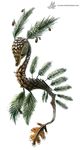  ambiguous_gender cryptid-creations eyes_closed feral fish flocking leaf leafy_sea_dragon marine pinecone seahorse simple_background solo white_background 