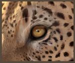  2009 ambiguous_form ambiguous_gender black_fur black_spots border brown_border close-up digital_media_(artwork) feline fur leopard looking_at_viewer low_res mammal multicolored_fur photorealism psychopomp16 solo spots spotted_fur two_tone_fur yellow_eyes yellow_fur 