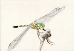  dragonfly insect insect_wings iwane_masaaki legs no_humans original simple_background traditional_media watercolor_(medium) white_background wings 