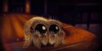  8_arms absurd_res arachnid arthropod big_eyes blurred_background chair feral fluffy hi_res lucas_the_spider multi_eye pyrovip signature spider table young 