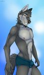  2018 absurd_res anthro athletic black_nose blue_background brown_eyes bulge canine cinta clothed clothing collar eyebrows fur grey_fur grey_hair hair hi_res male mammal multicolored_fur nipples sharp_teeth simple_background smile solo standing teeth topless two_tone_fur underwear wolf 