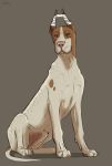  2018 4_toes animal_genitalia bandage brown_eyes brown_skin canine cinta dog ears_up feral fully_sheathed great_dane male mammal multicolored_skin pawpads paws sheath simple_background sitting solo toes two_tone_skin white_skin 