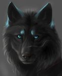  black_fur black_nose blue_eyes canine digital_media_(artwork) feral fur grey_background headshot_portrait mammal muns11 portrait simple_background solo wolf 