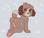  acnl animal_crossing anthro balls blush butt canine digby_(animal_crossing) dog looking_at_viewer male mammal nintendo nude pawpads paws penis raining shih_tzu sibling simple_background solo teardrops video_games water 