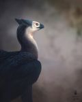  2017 ambiguous_gender avian beak black_beak black_feathers brown_eyes digital_media_(artwork) dschunai feathers feral gryphon solo 