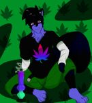  drugs mammal marijuana procyonid raccoon remi remiraccoon smoke 