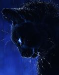  2018 ambiguous_gender black_fur blue_eyes cat detailed_background digital_media_(artwork) feline feral fur mammal panther solo tamberella whiskers 