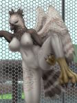  2018 absurd_res against_wall anthro areola avian big_breasts bird breasts cage claws digital_media_(artwork) eagle feathers female harpy_eagle hi_res inviting looking_at_viewer nipples nude outside pink_areola presenting presenting_pussy pussy raised_leg simple_background smile solo spread_legs spreading standing talons testowepiwko wings 