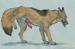  animal_genitalia animal_penis canine canine_penis feral fox heatherwolf knot mammal penis raised_leg sheath tongue tongue_out 