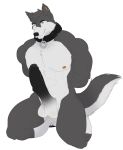  anthro balls biceps canine erection fur humanoid_penis male mammal muscular muscular_male nipples nude pecs penis saberhorn_(artist) simple_background smile solo 